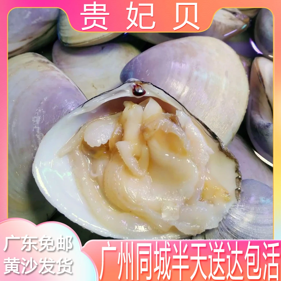 6-7头/斤 贵妃贝 贵妃蚌500g/份北海鲜活西施贝壳 黄沙发货