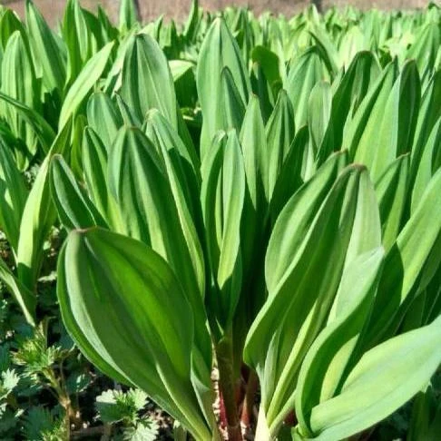 菜园山葱菜25颗包邮