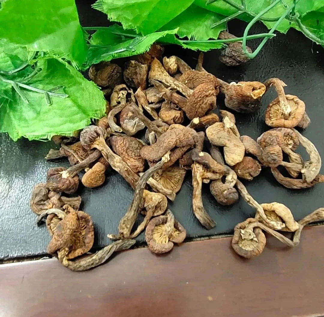 东北野生榛蘑250g包邮