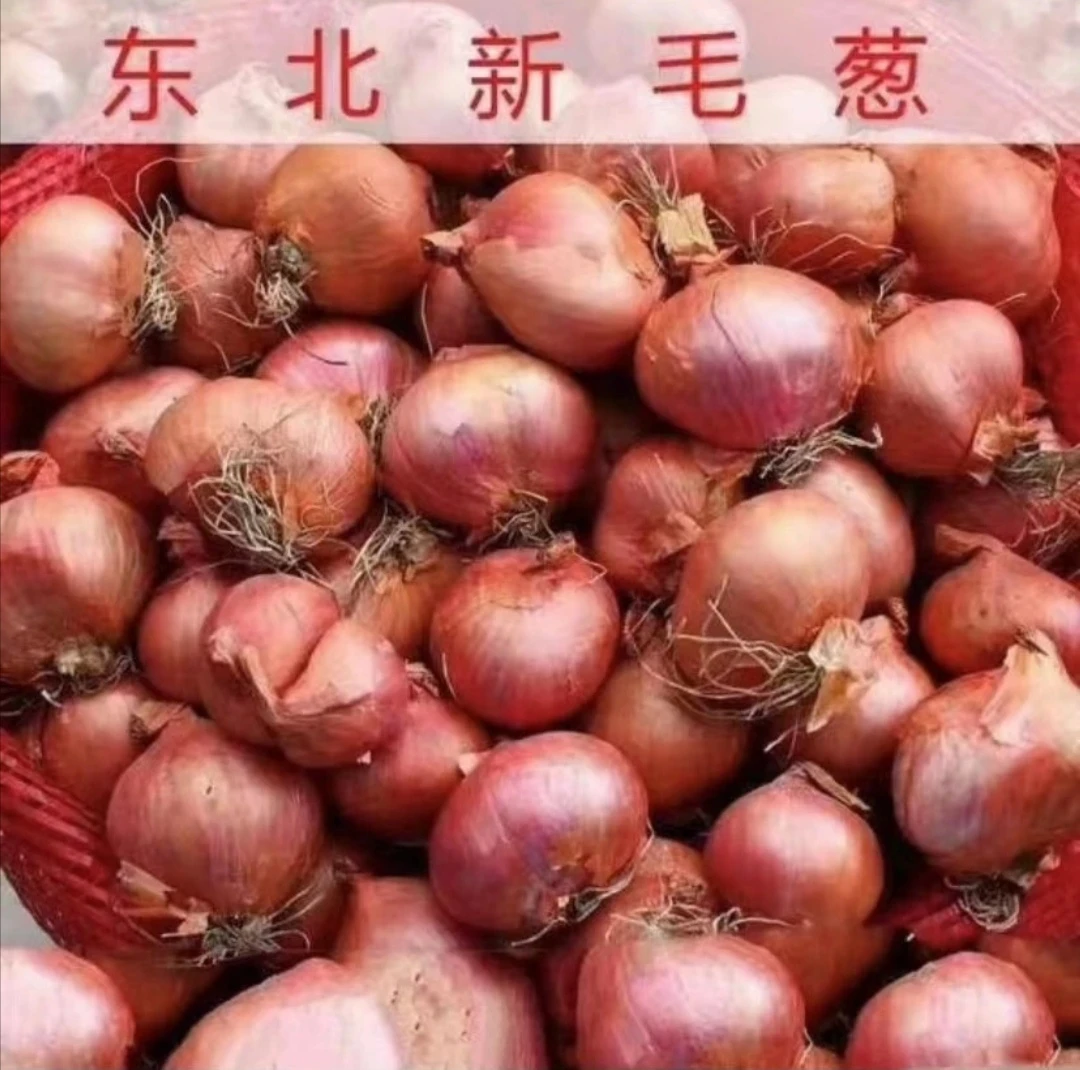 东北小园毛葱1500g起包邮