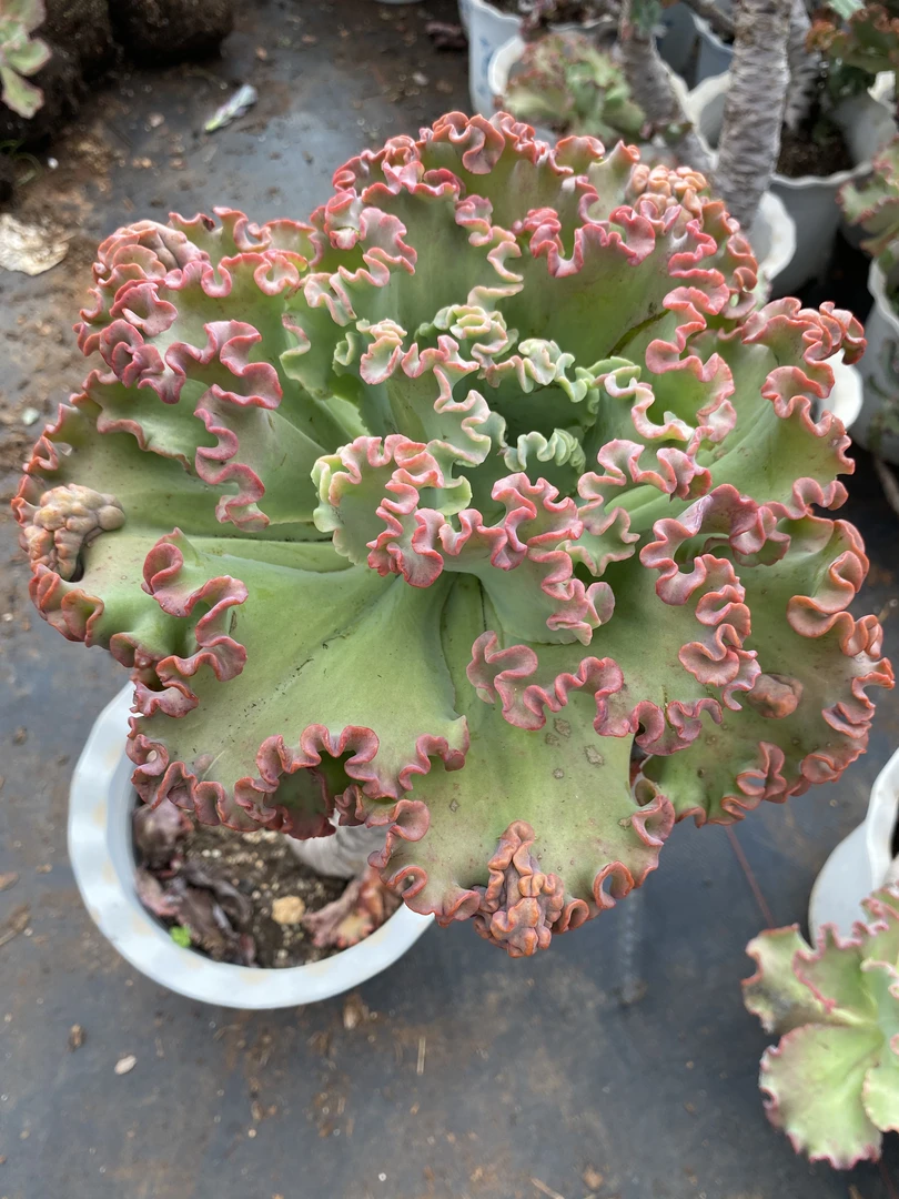 精品老桩女王花笠