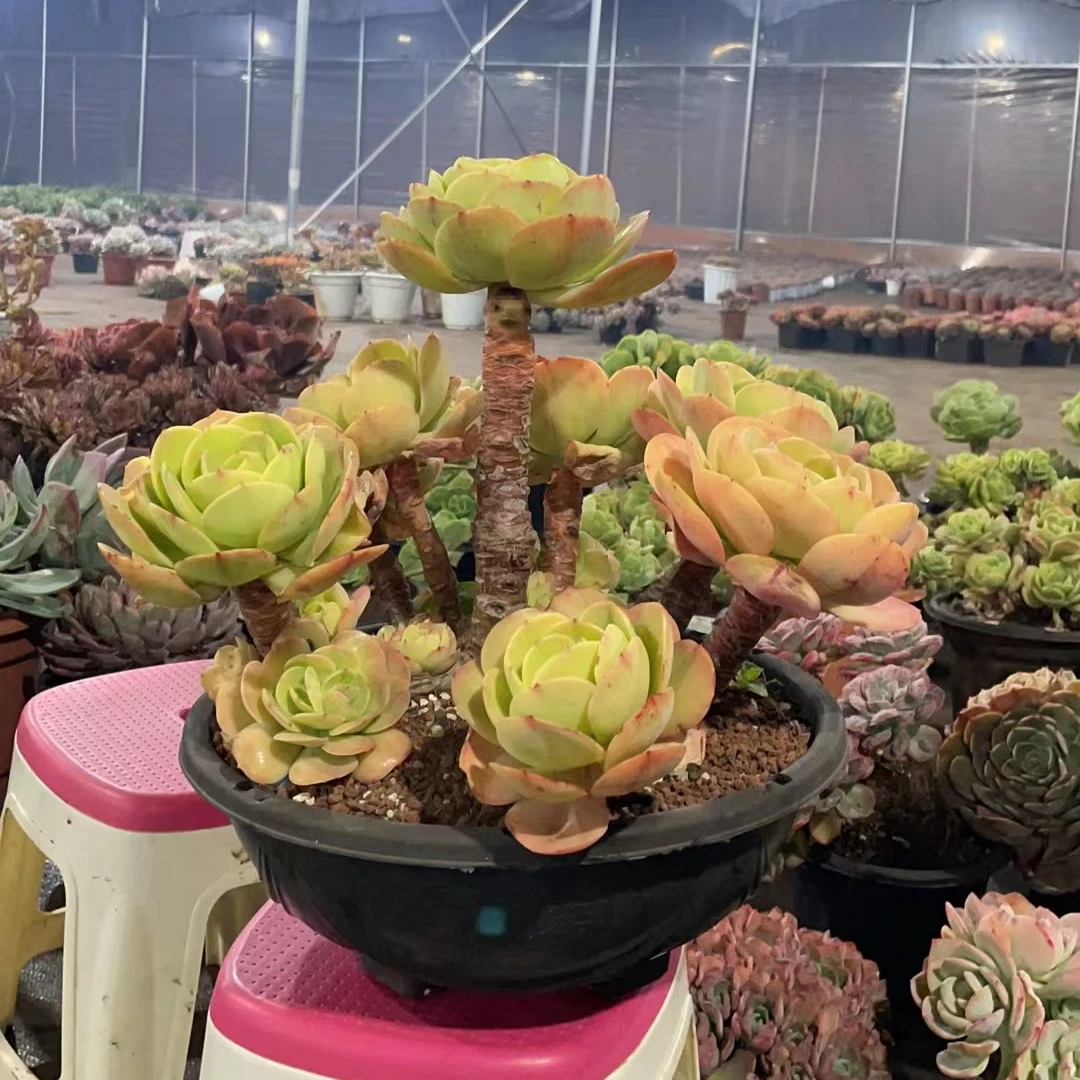 精品多肉330杯大碧桃新手家庭空气净化植物粉色夏季摆放红色