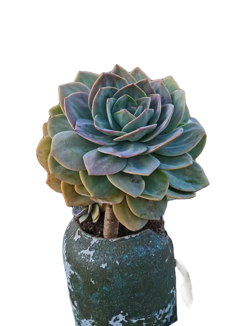 精品多肉红杯单头血凤新手家庭空气净化植物防辐射粉色夏季摆种