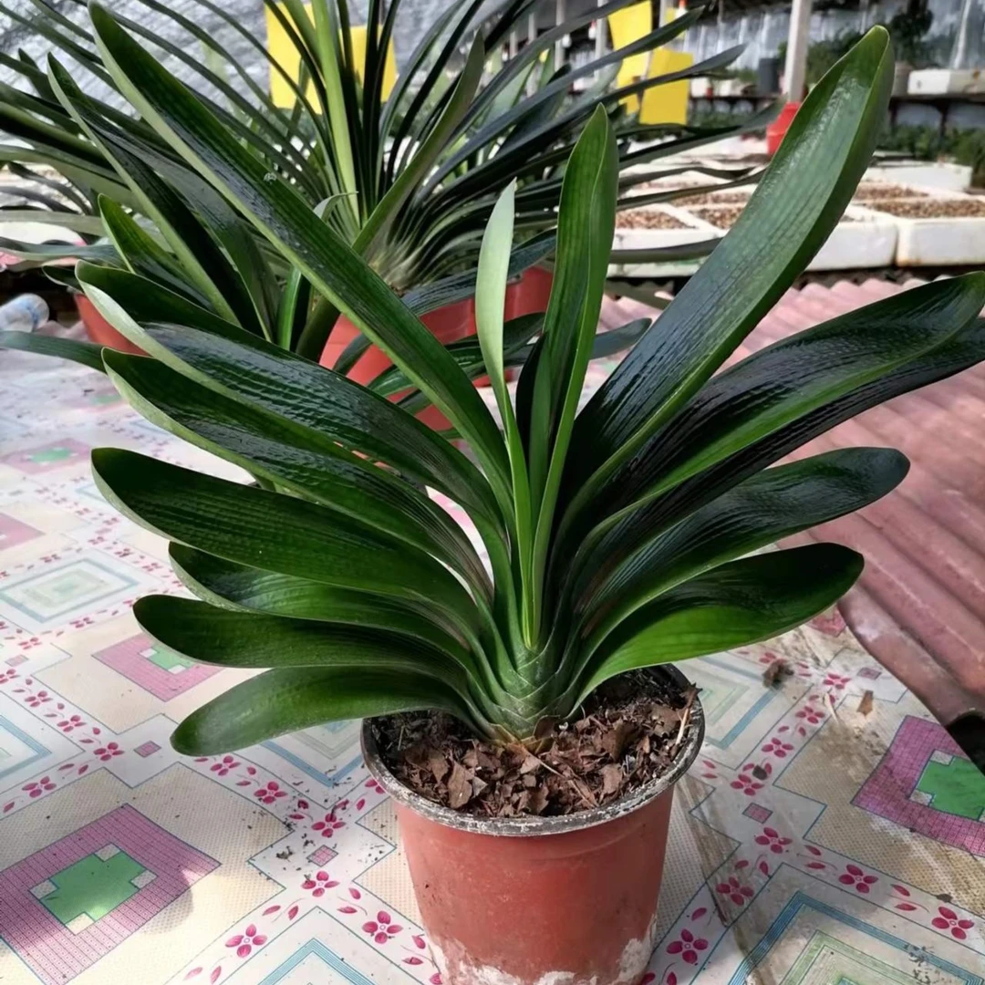 华丽君子兰 直播下单 请与主播确认价格 花卉绿植盆栽