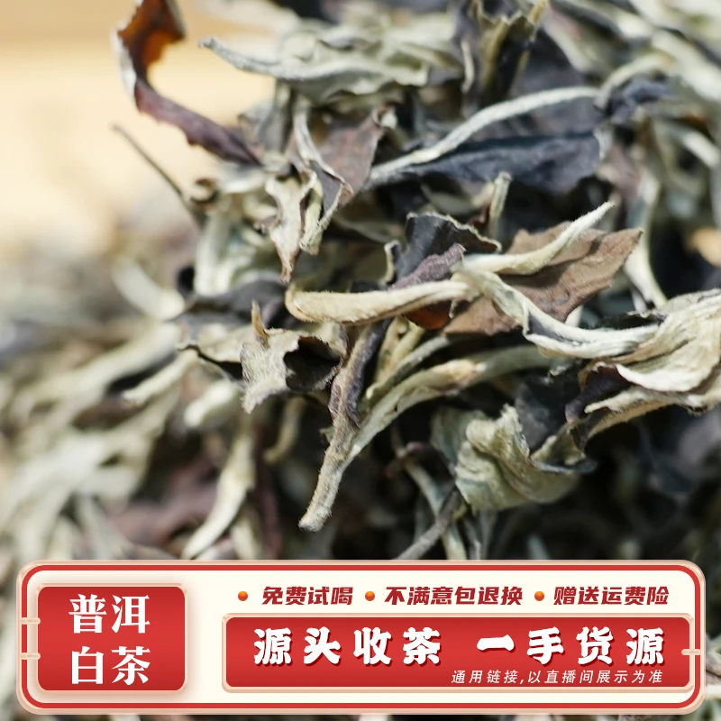 697号 500g 2023年 易武铜箐河大树白散茶 带茶样 SJ2459