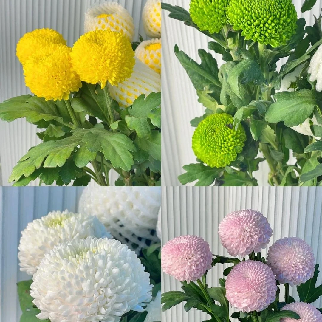 【高老板的花】乒乓菊 云南鲜花基地直发 家用水养插瓶