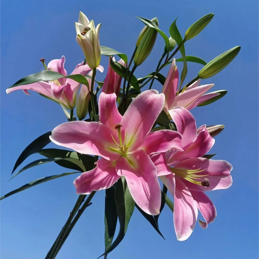 【高老板的花】普拉芬多百合 云南鲜花基地直发 家用水养插瓶