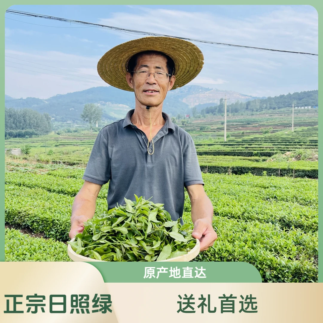 【礼盒专属】正宗日照绿茶商务茶 口粮茶清香淡雅甘甜柔和正装试喝
