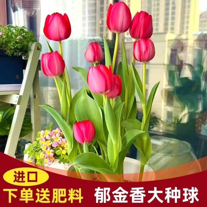 【郁金香种球】正宗精选荷兰进口水培郁金选土培室内外耐寒花卉种子