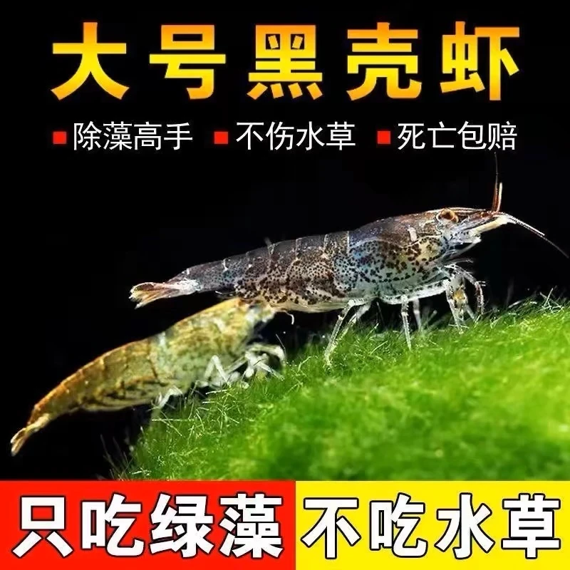 【京东发货】黑壳虾除藻虾冷水观赏虾鱼缸清洁工具虾活体