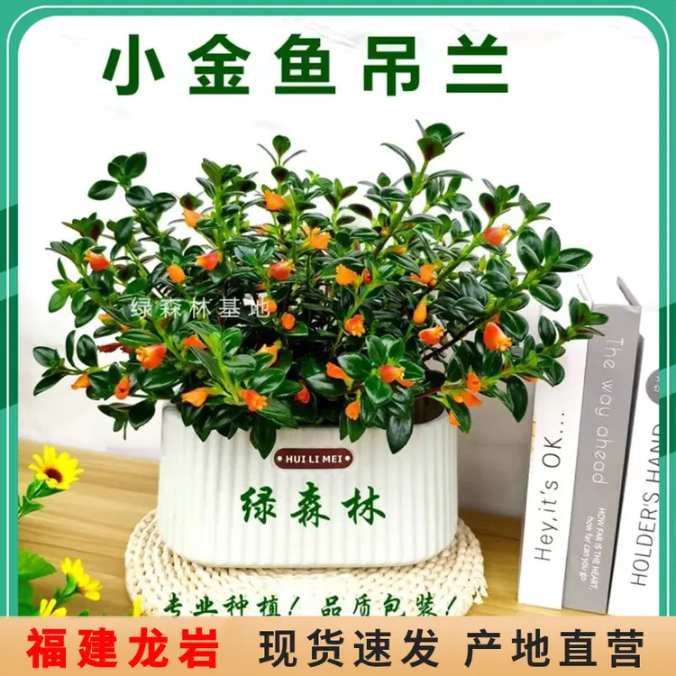 金鱼吊兰盆栽带花苞室内客厅金鱼花卉懒人植物四季开好养家养盆栽