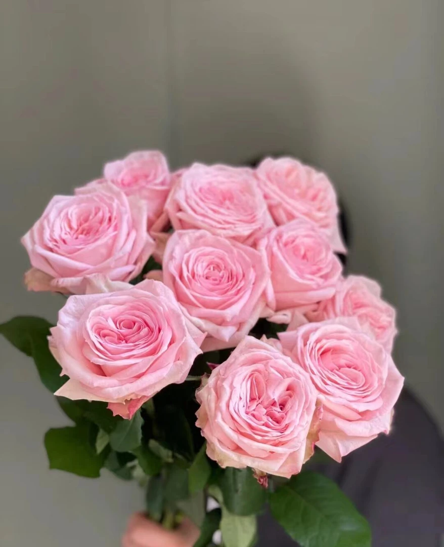 【粉荔枝】玫瑰   同一地址任意两单加配草一扎