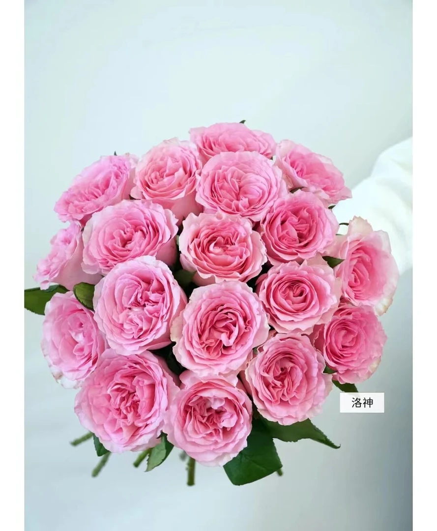 【洛神】玫瑰   一单顺丰冷链包邮   云南鲜花基地直发