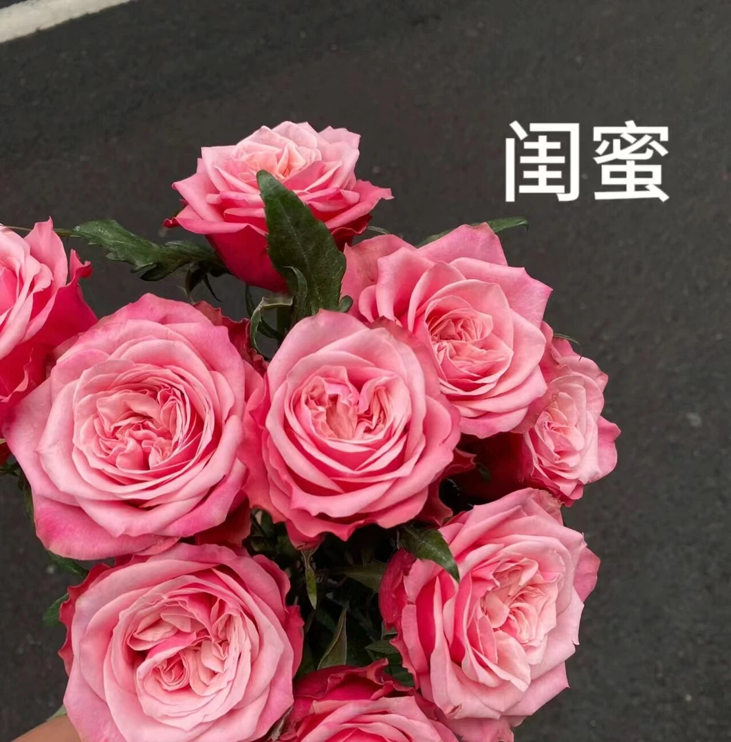 闺蜜玫瑰   同一地址任意两单加配草一扎