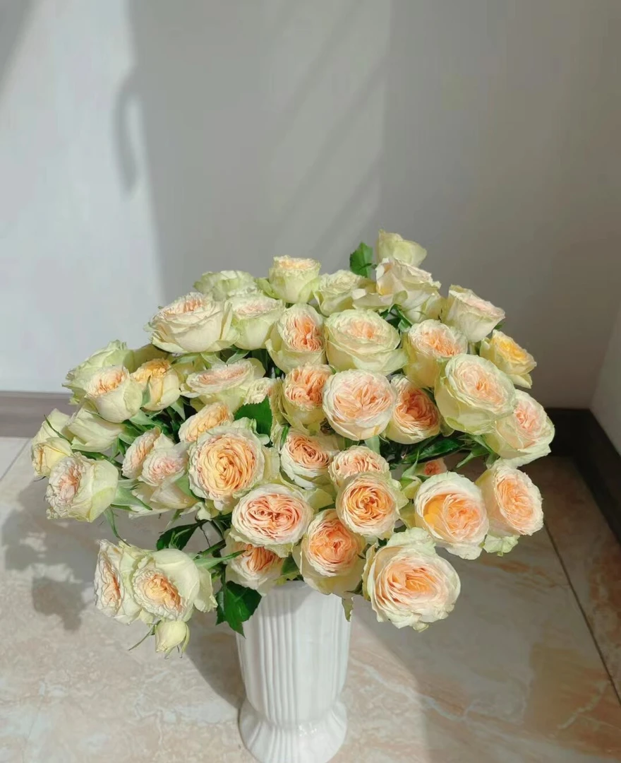 牛油果多头玫瑰   一单顺丰冷链包邮  云南鲜花基地直发