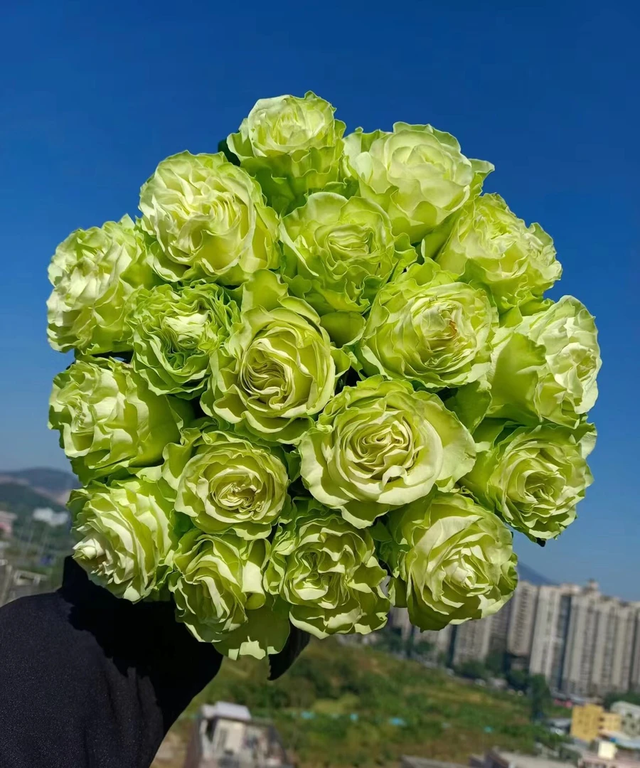 【小乔】玫瑰   同一地址任意两单送配草一扎