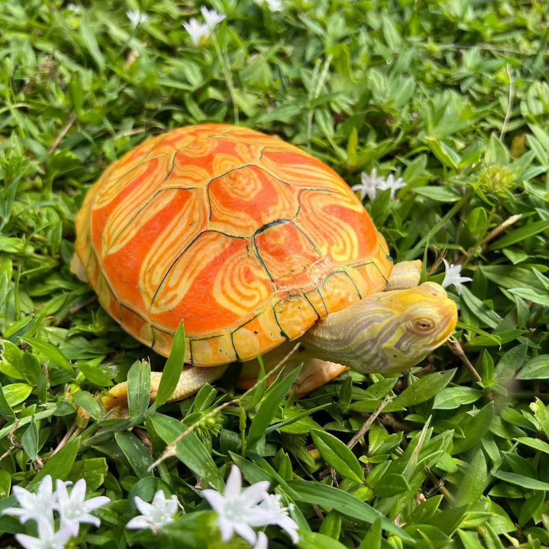 【501~1000】【直播链接】火焰龟 直播间选龟为准 私拍发空包