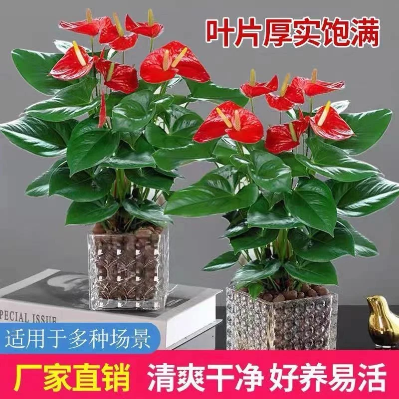 【带花发货】水培红掌白掌盆栽一帆风顺花卉室内好养绿植四季开花