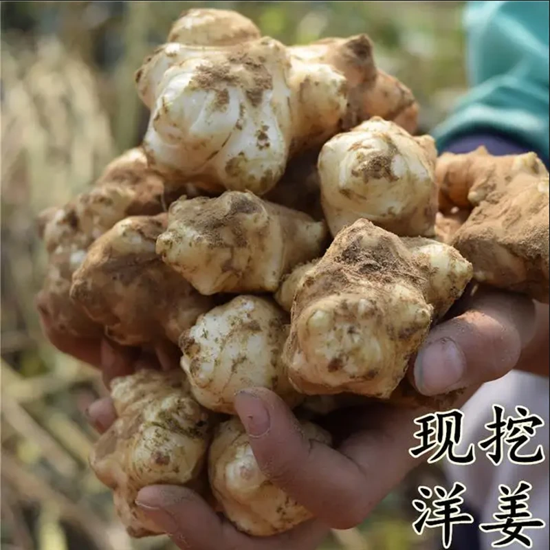 新鲜洋姜现挖现发鬼子姜不辣香脆洋姜好吃腌制酱菜菊芋鲜姜