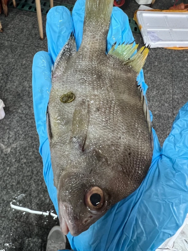 野生打铁婆（十六枚）鱼顺丰发货