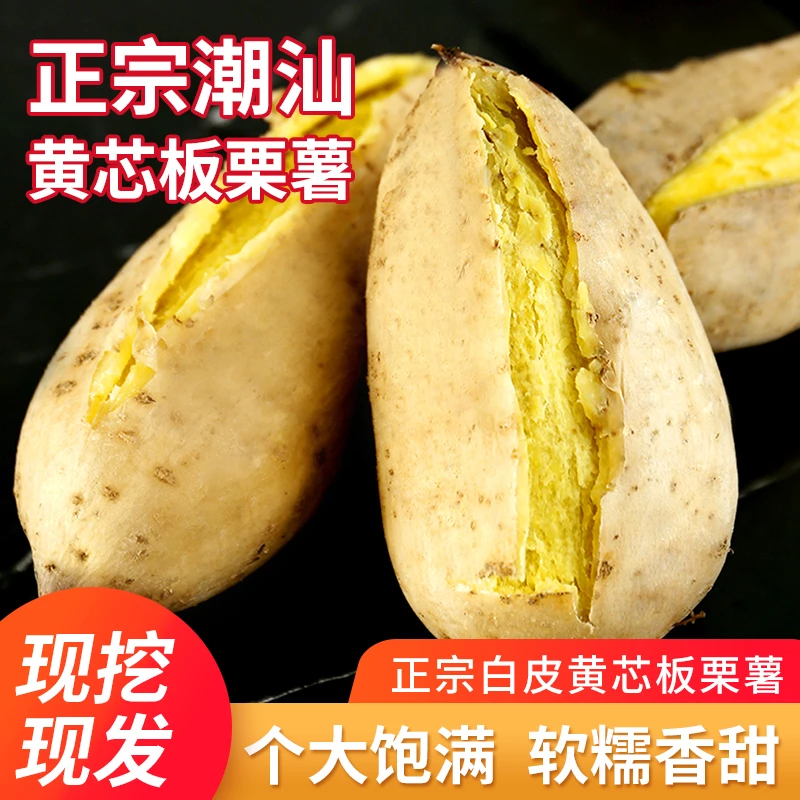 广东正宗潮汕白皮黄心板栗薯香甜粉糯现挖农家鸡蛋黄番薯黄芯地瓜