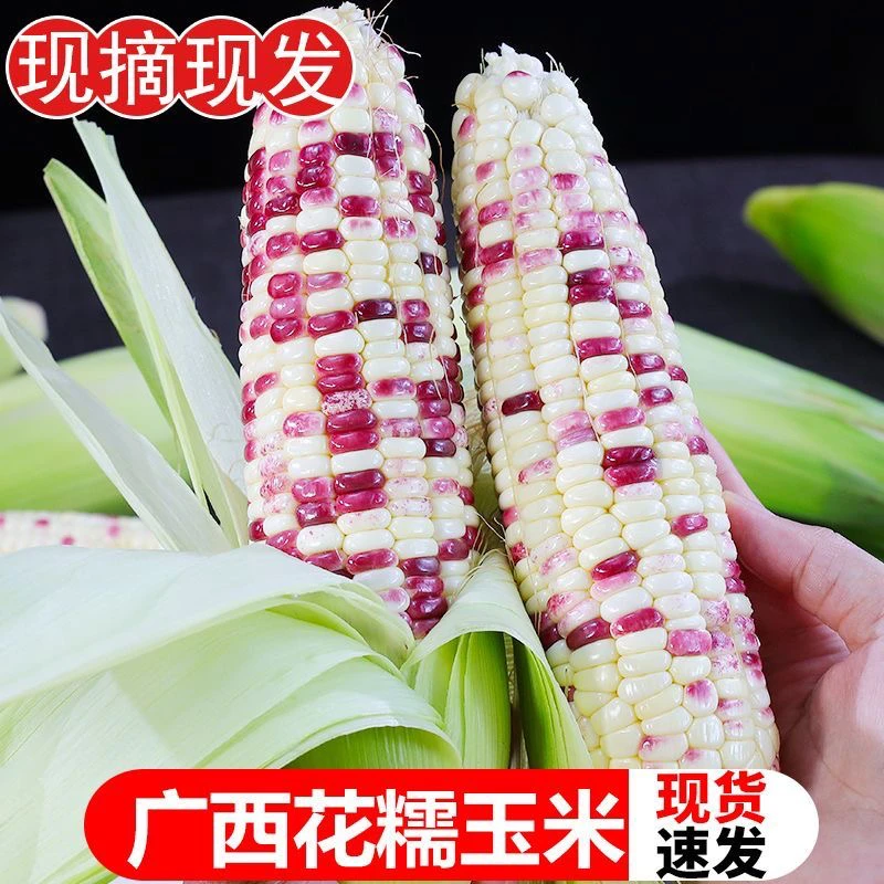 新鲜现摘五彩花甜糯玉米带壳带须当季嫩玉米棒子水果蔬菜农家种植