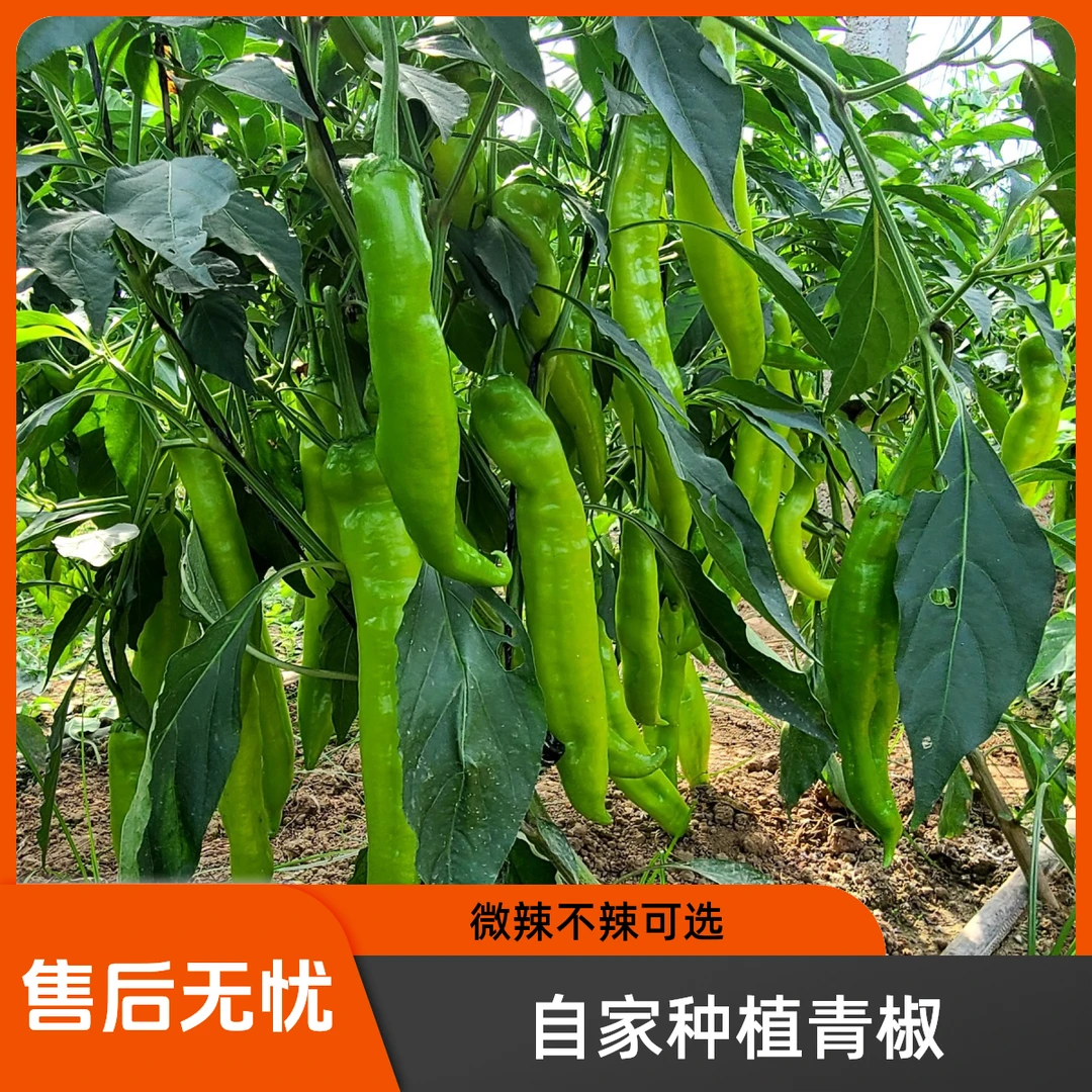 自家种植大青椒微辣不辣4斤泡沫箱包邮 产地发货