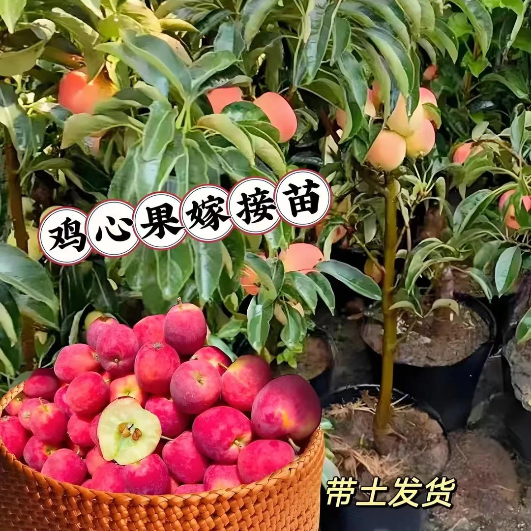 【鸡心果】鸡心果海棠锦绣海棠耐寒植物