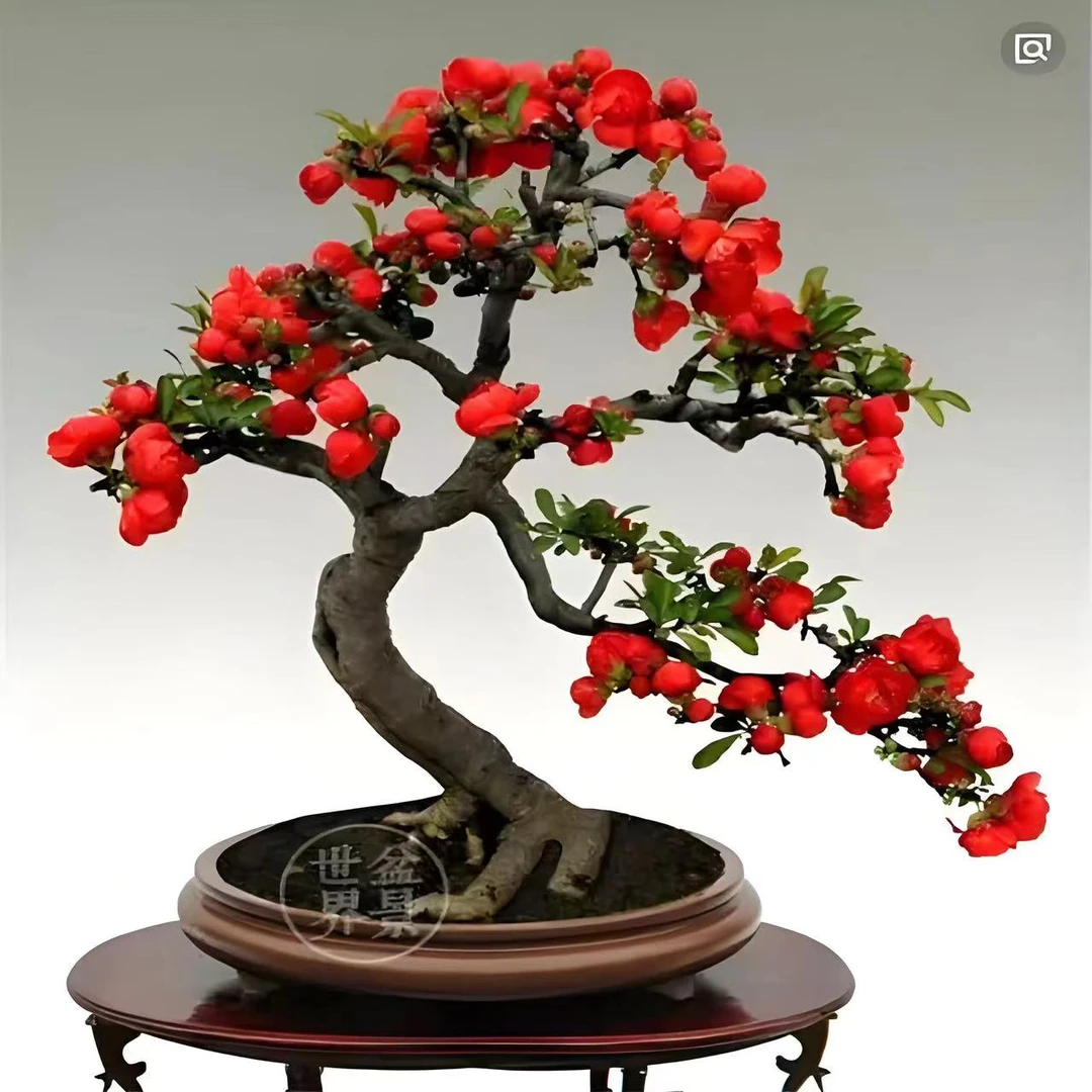 【四季开花】原生四季开花红牡丹提根海棠花中国红海棠耐寒植物