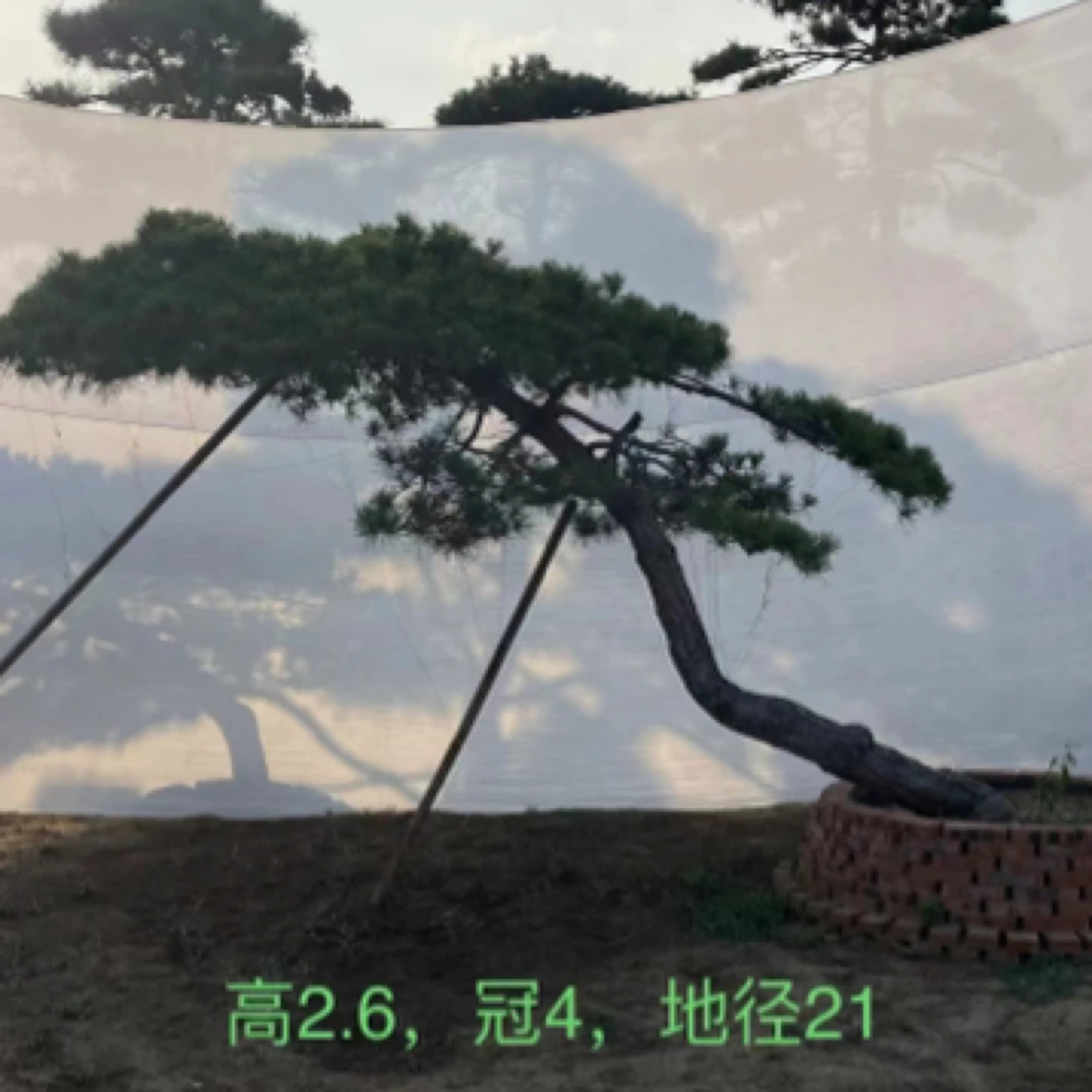 造型黑松,造型油松