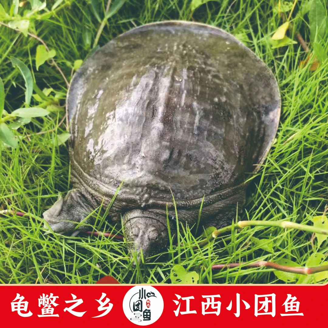 鲜活甲鱼（3只共：6-6.5斤），顺丰冷链包邮到家