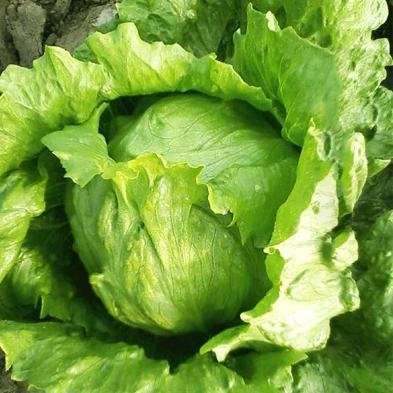 结球生菜种子耐热球生菜播种包心球形生菜种植阳台四季盆栽蔬菜籽