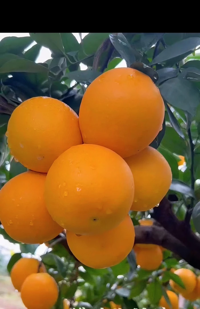 正宗赣南信丰脐橙  新鲜应季水果香甜多汁核心产区果园直发