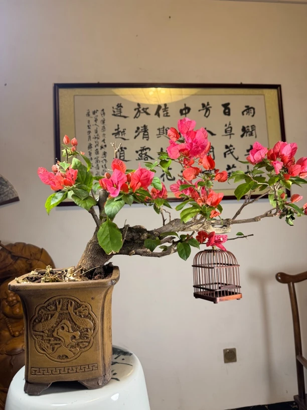 老桩三角梅中国红