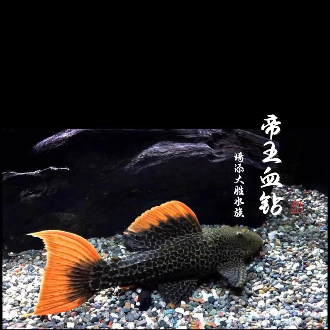 鱼乐圈 L600帝王血钻异型鱼小型热带观赏鱼