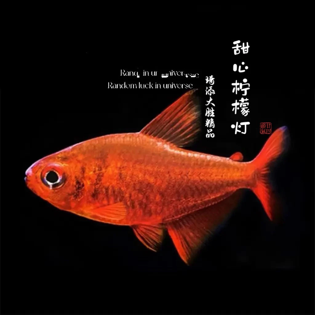 鱼乐圈 甜心柠檬灯鱼小型热带观赏鱼