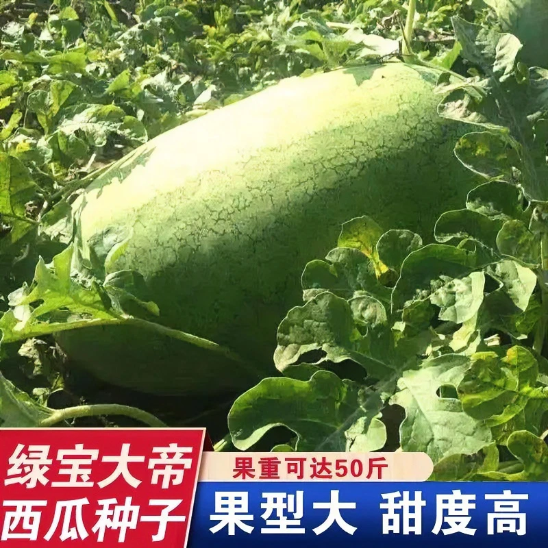 【1月份到12月份蔬菜花卉耐热种子】巨型懒汉水果新红宝西瓜绿皮大
