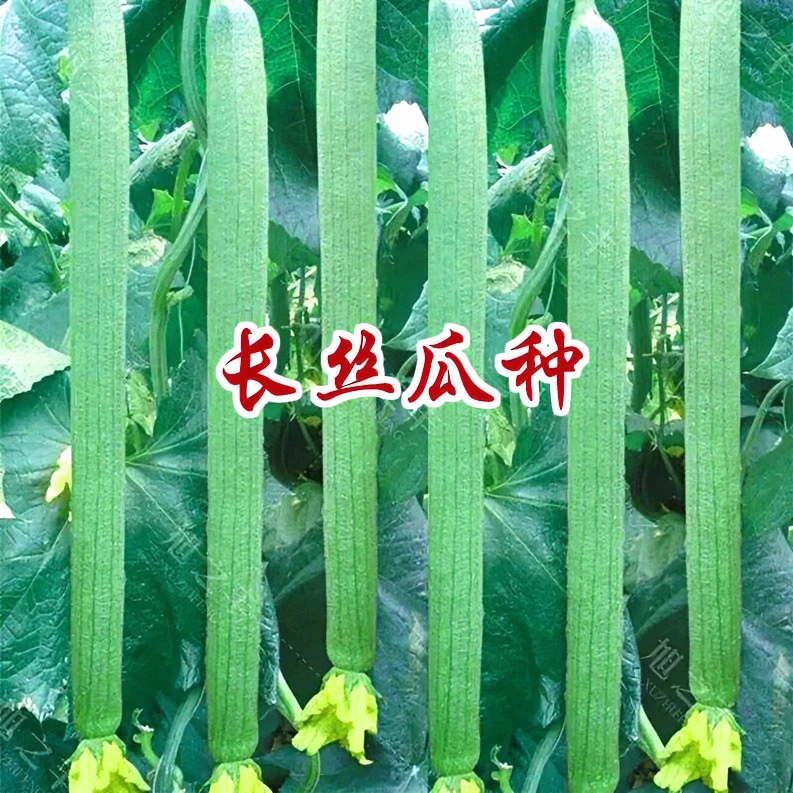 【1月份到12月份蔬菜花卉耐热种子】高产早熟丝瓜种子四季南方北方