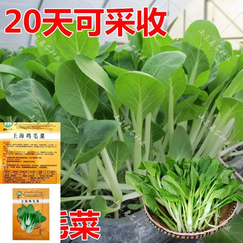 【优种】鸡毛菜种子种籽18天四季小白菜青菜油菜上海青阳台盆栽