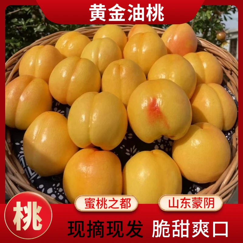 蒙阴蜜桃山东蒙阴自家果园现摘现发脆甜【黄金油桃】