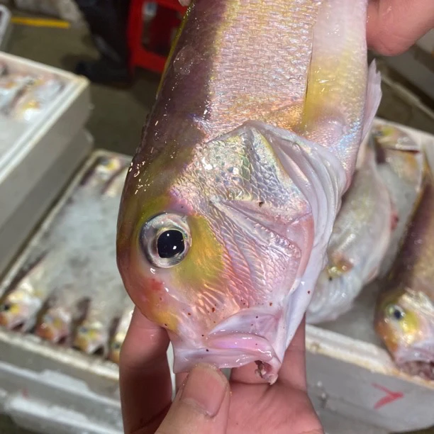 汕尾本港野生海钓金马头鱼