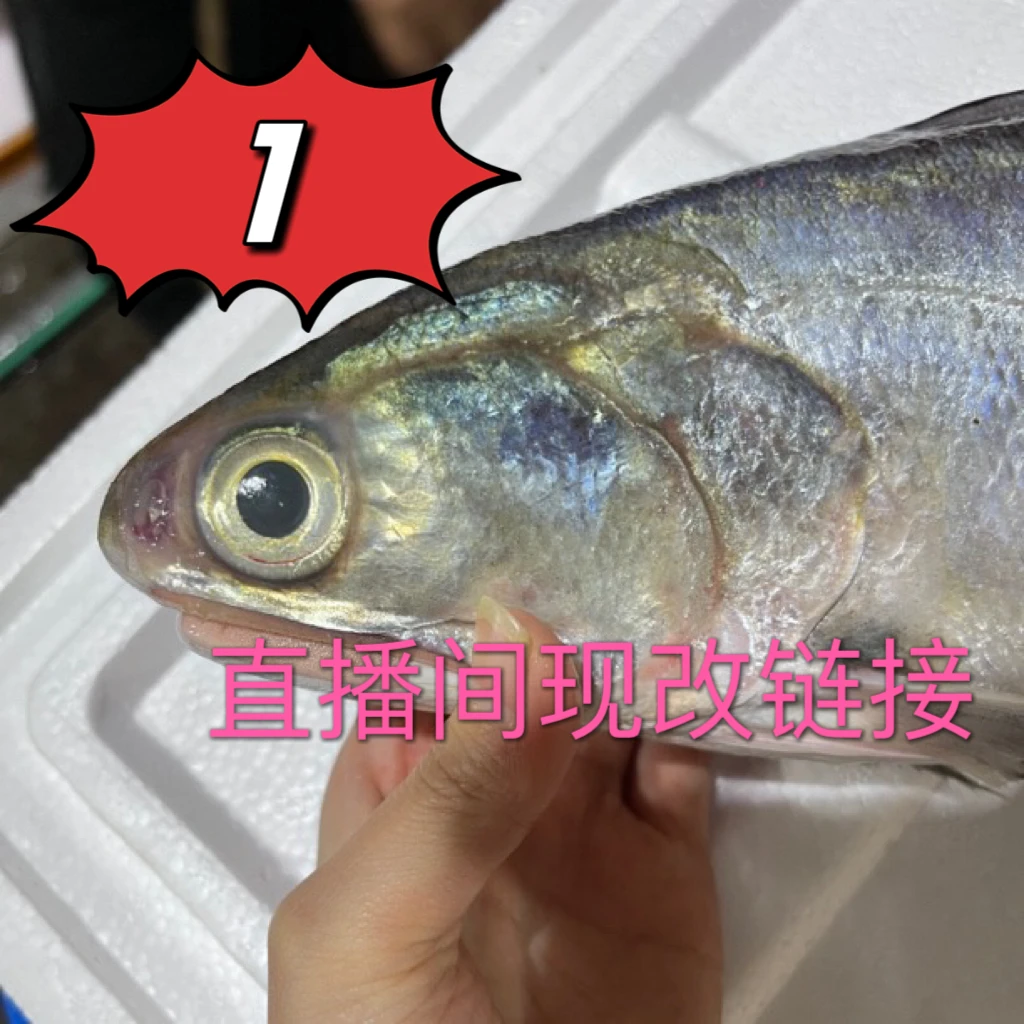 1号现改 汕尾本港野生大马友 午鱼 现称现拍链接