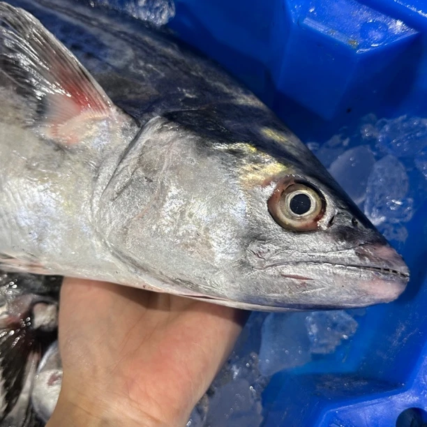 大白腹 汕尾本港野生杂鱼链接