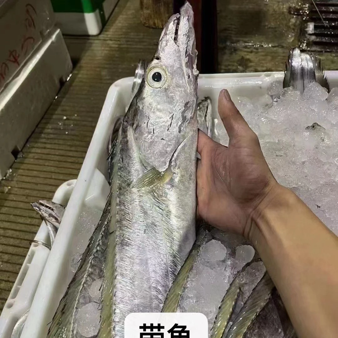 汕尾本港野生带鱼