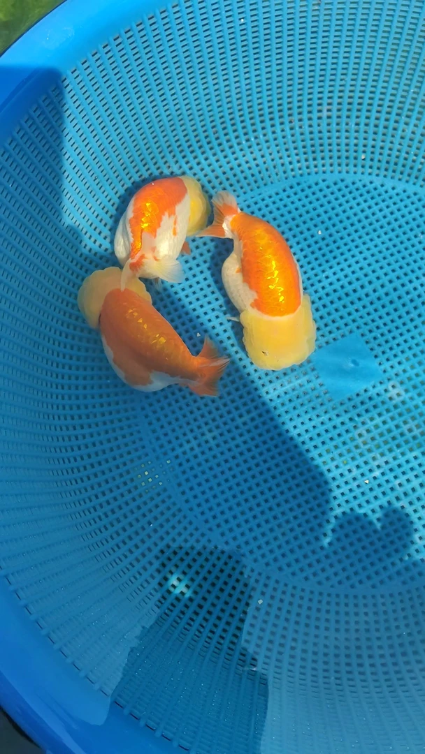 金鱼类顺丰专用链接