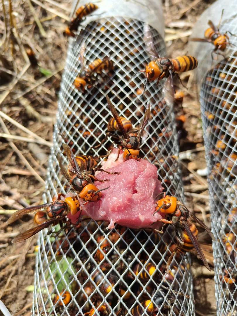 精品金环虎头蜂100只送10只
