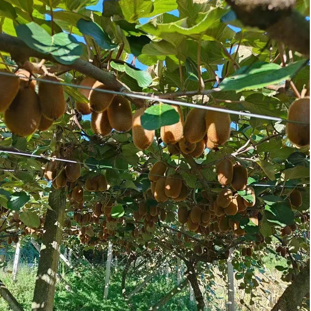 贵州毕节本地正宗修文猕猴桃