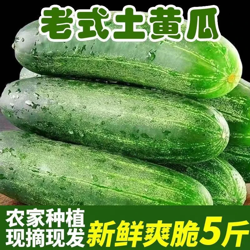 新鲜现摘黄瓜版纳人家旱黄瓜脆甜孕妇蔬菜脆嫩青瓜3斤5斤