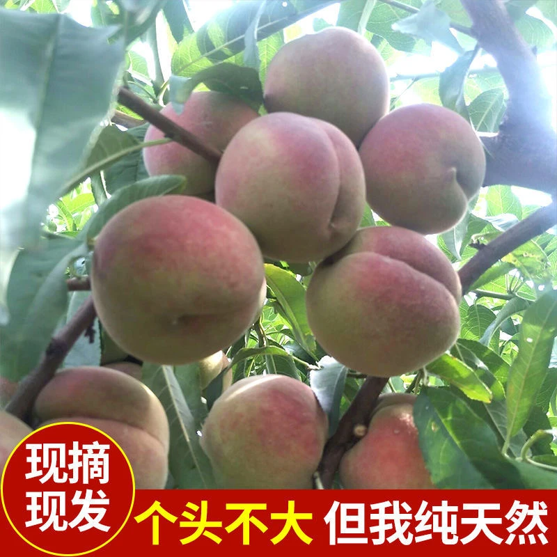 新鲜桃子青州蜜桃新鲜水果小桃子冬雪蜜桃山东特产硬桃脆桃青皮桃