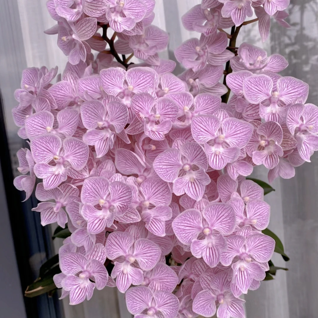 樱花3.5寸苗四季开花蝴蝶兰适合摆放的植物
